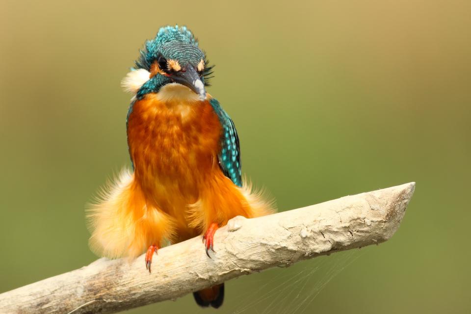 Birds Orange