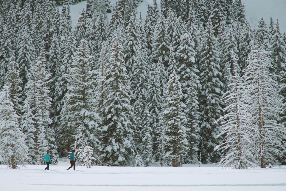 Snow Winter