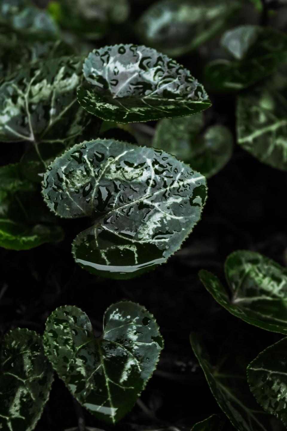 Green Leaf