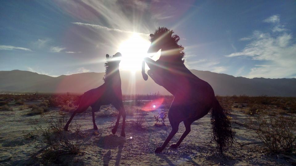 Horse Animal