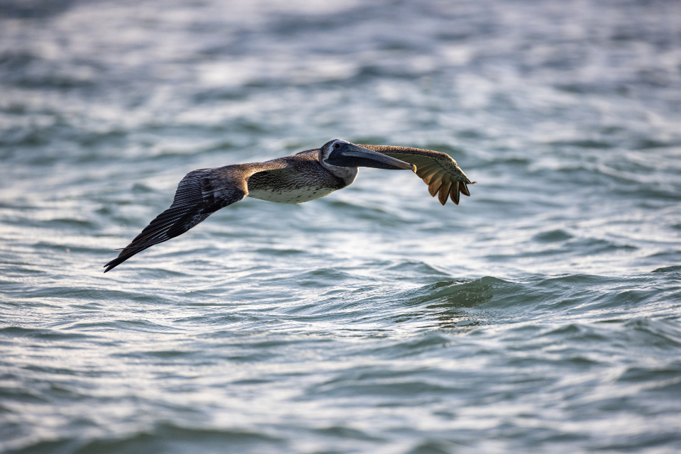 Pelican Flying