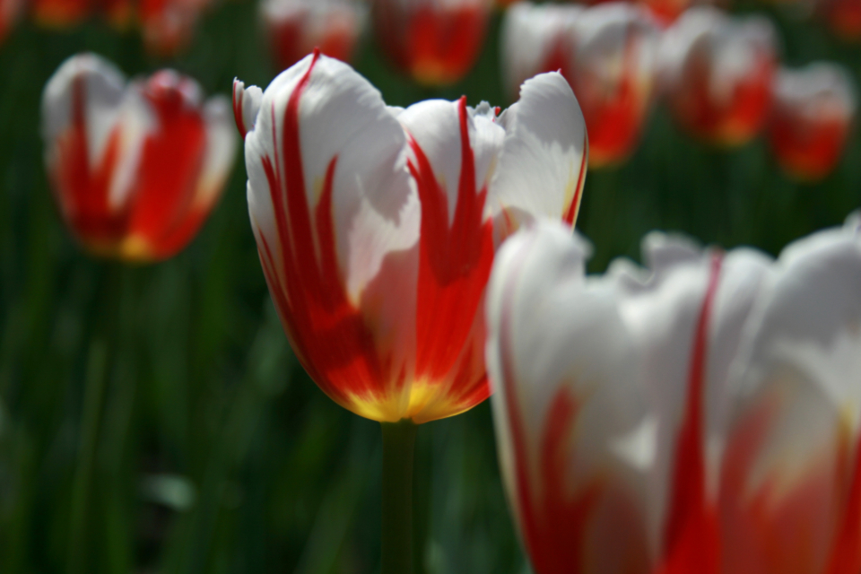 Tulip Flower