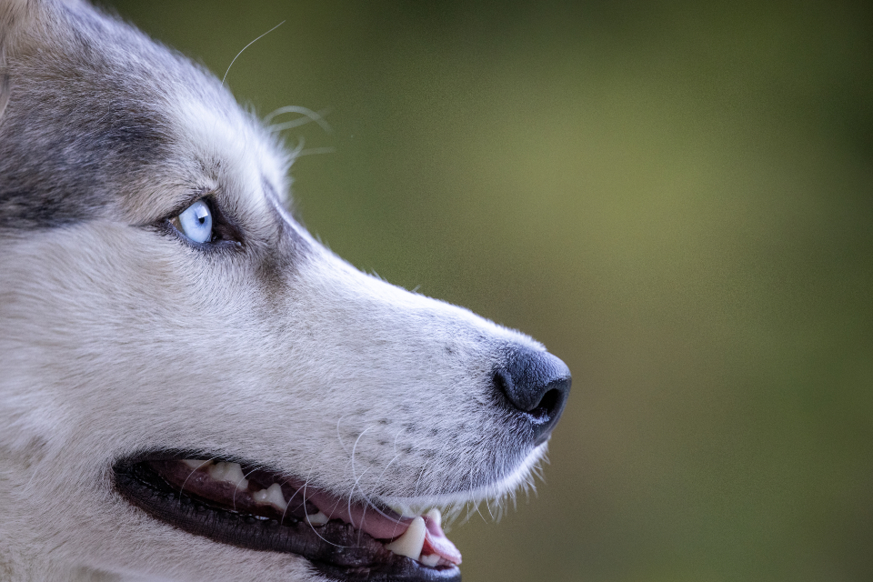 Husky Animal