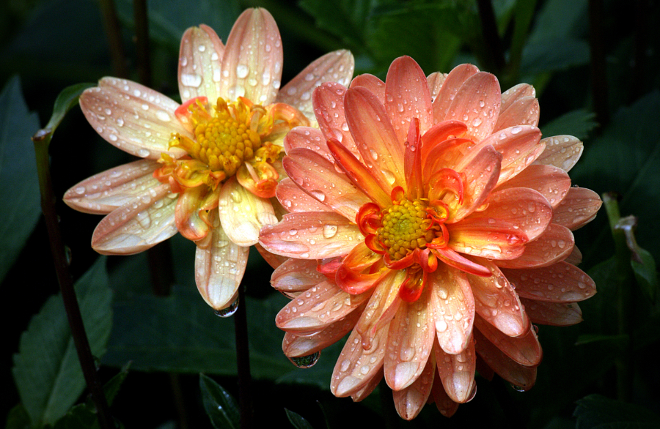Macro Flower