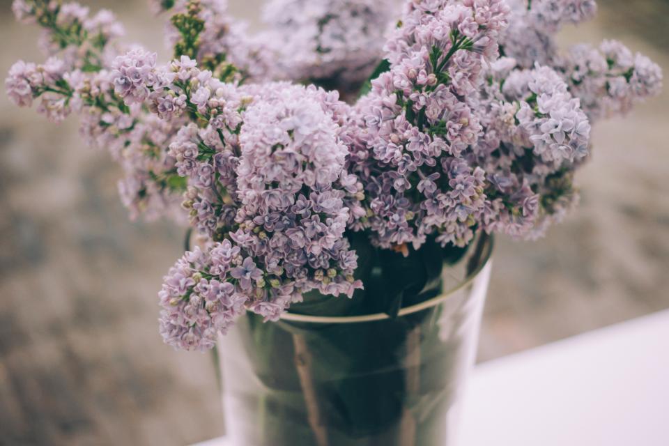 Lavender Flower