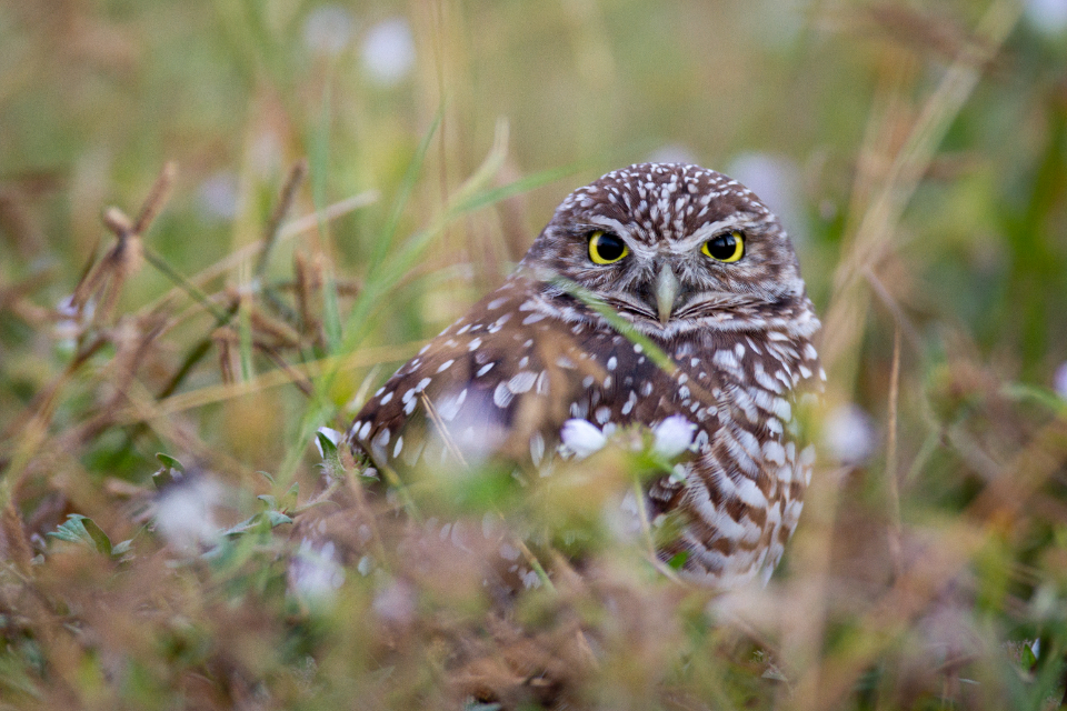 Owl Eyes
