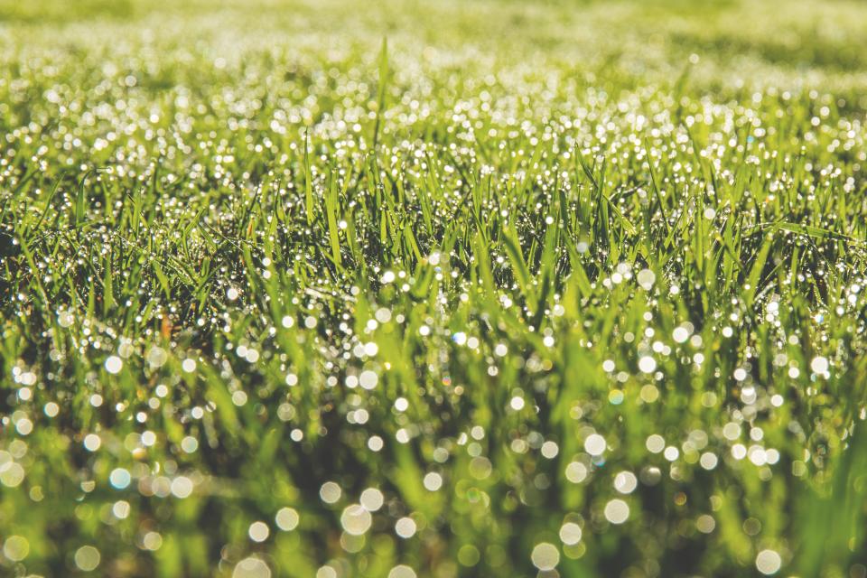 Green Grass