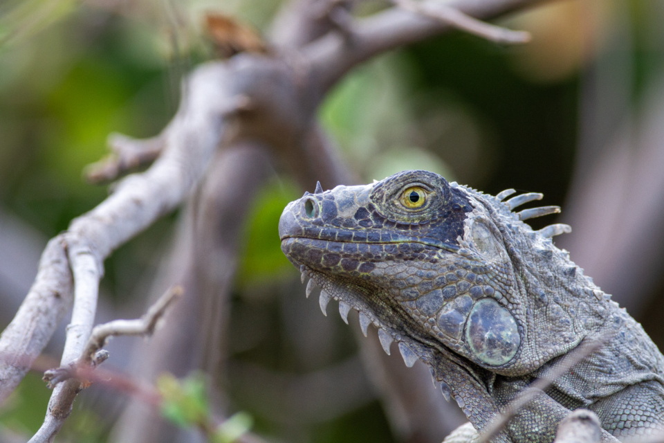 Iguana Animal