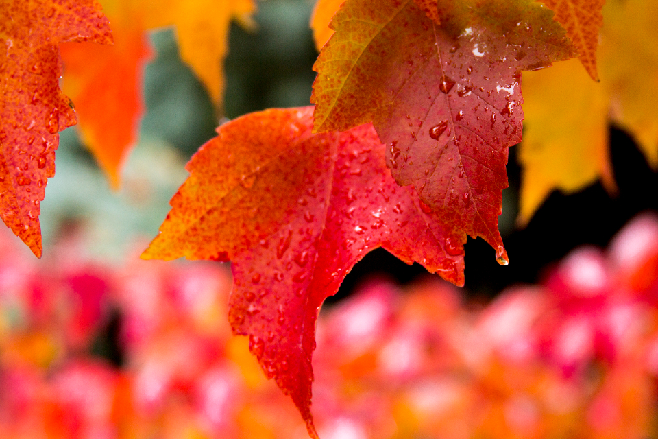Leaf Autumn