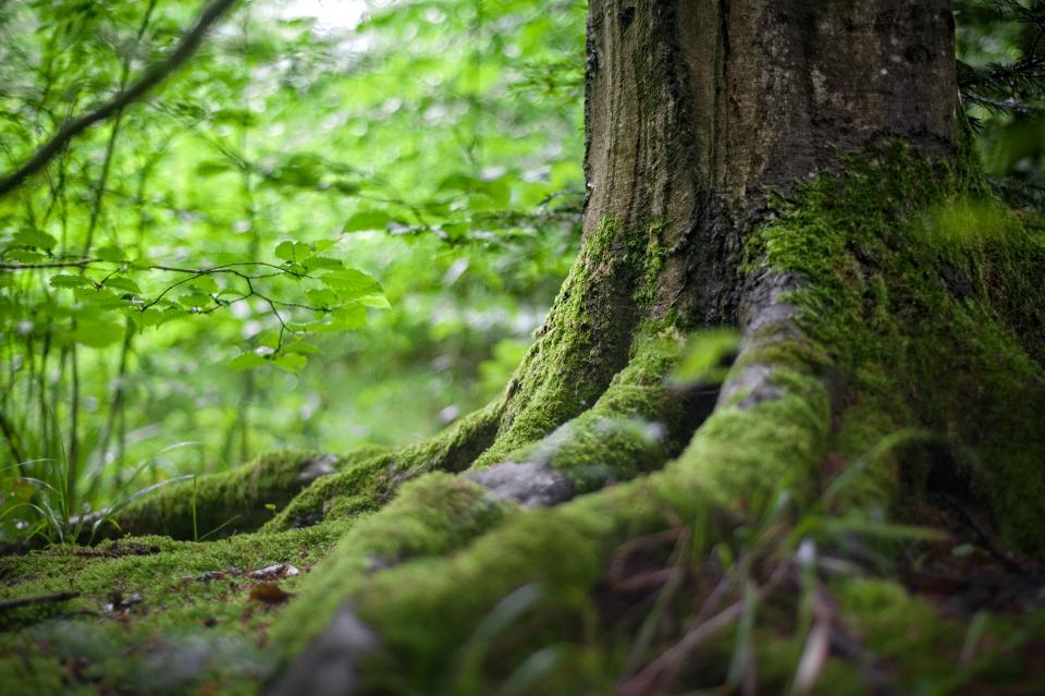 Forest Root