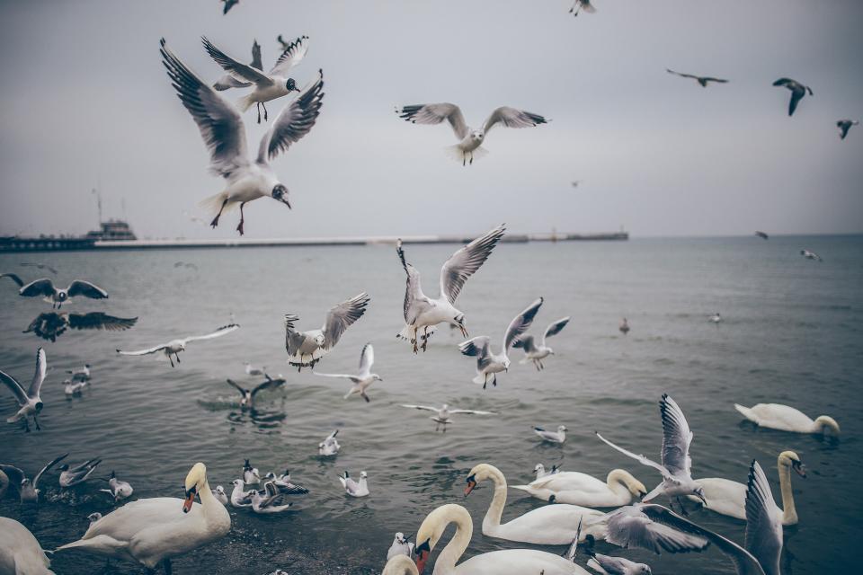 Birds Ducks