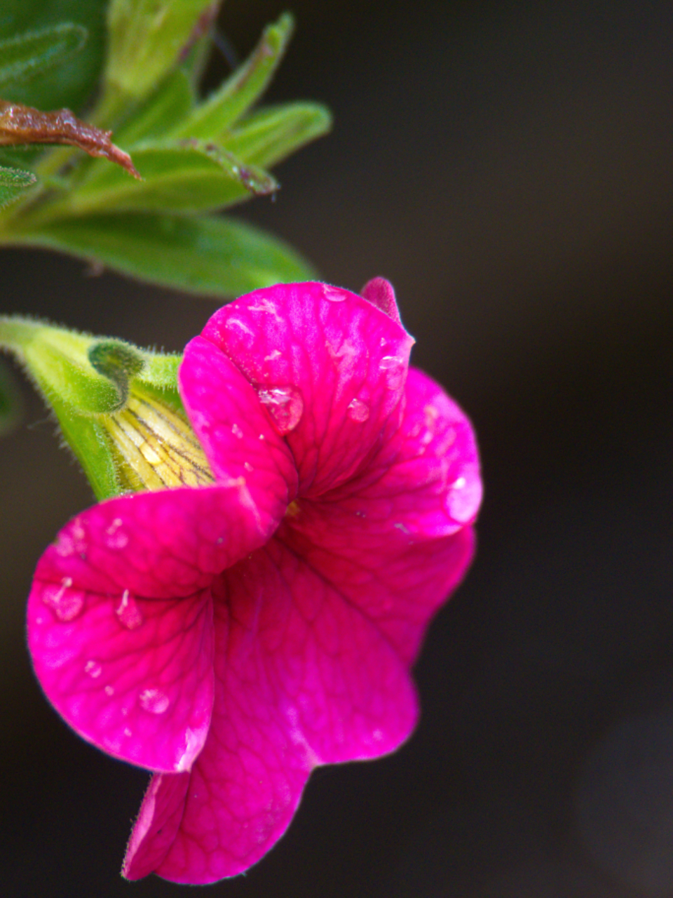 Flowers Garden