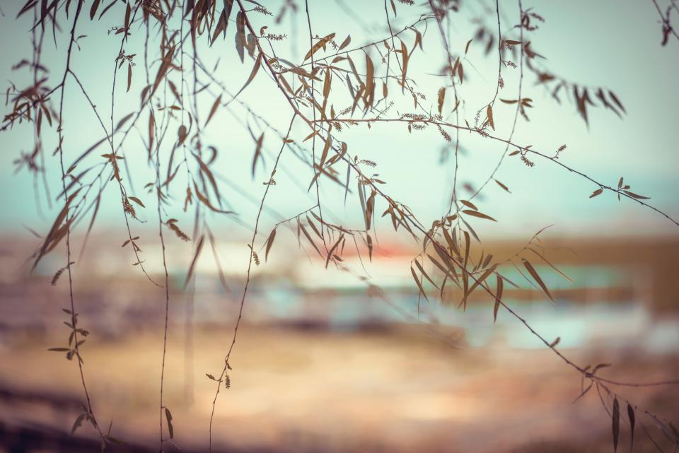 Trees Plant