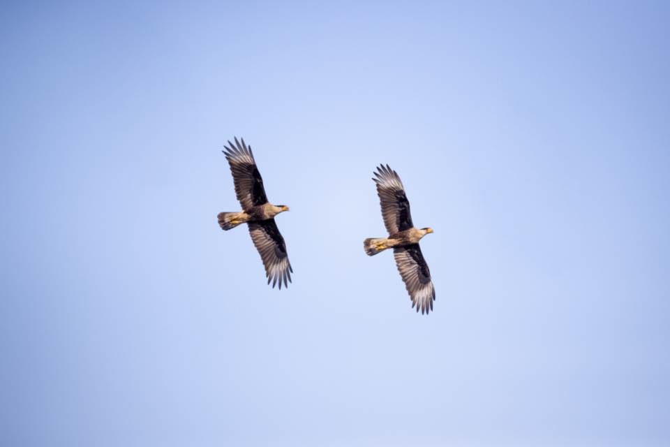 Birds Flying