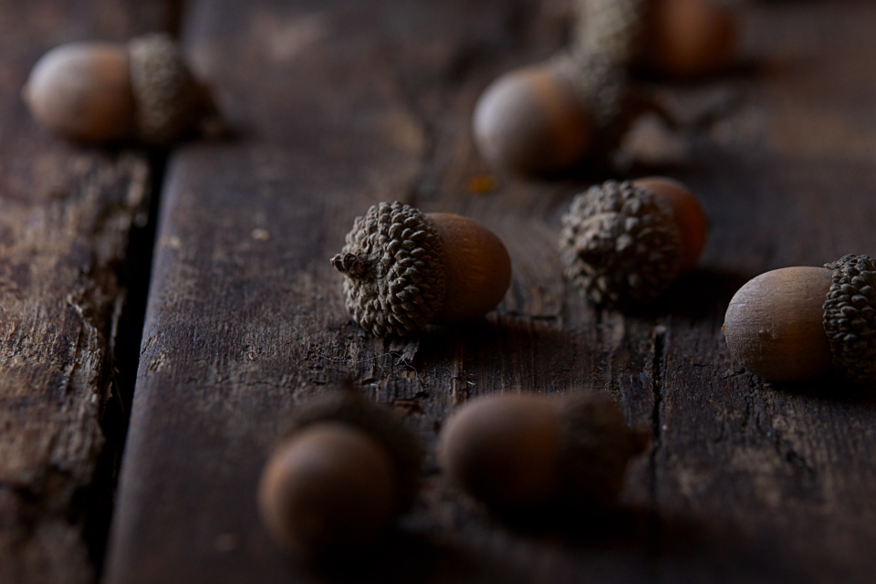 Acorn Nuts