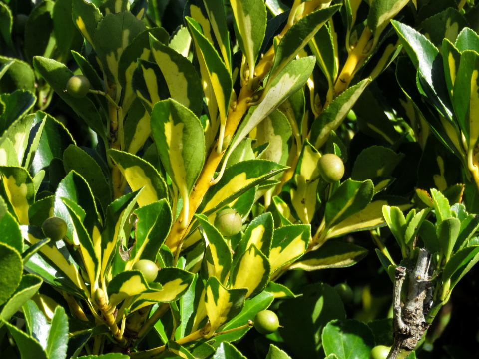 Flowers Buds