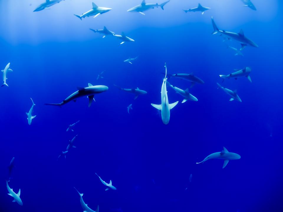 Underwater Blue