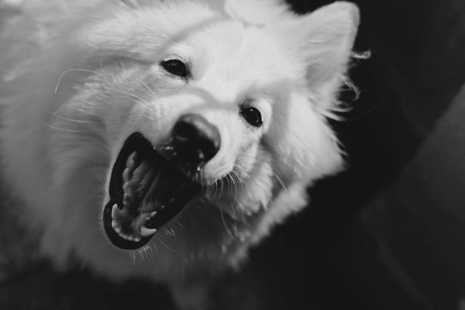 Dog Animal