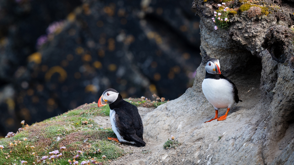 Puffins Birds