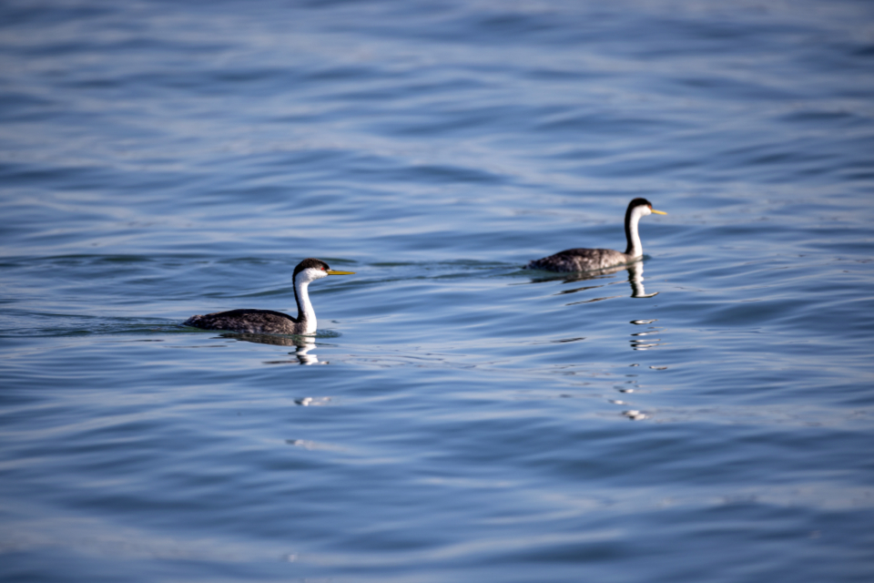 Birds Swimming