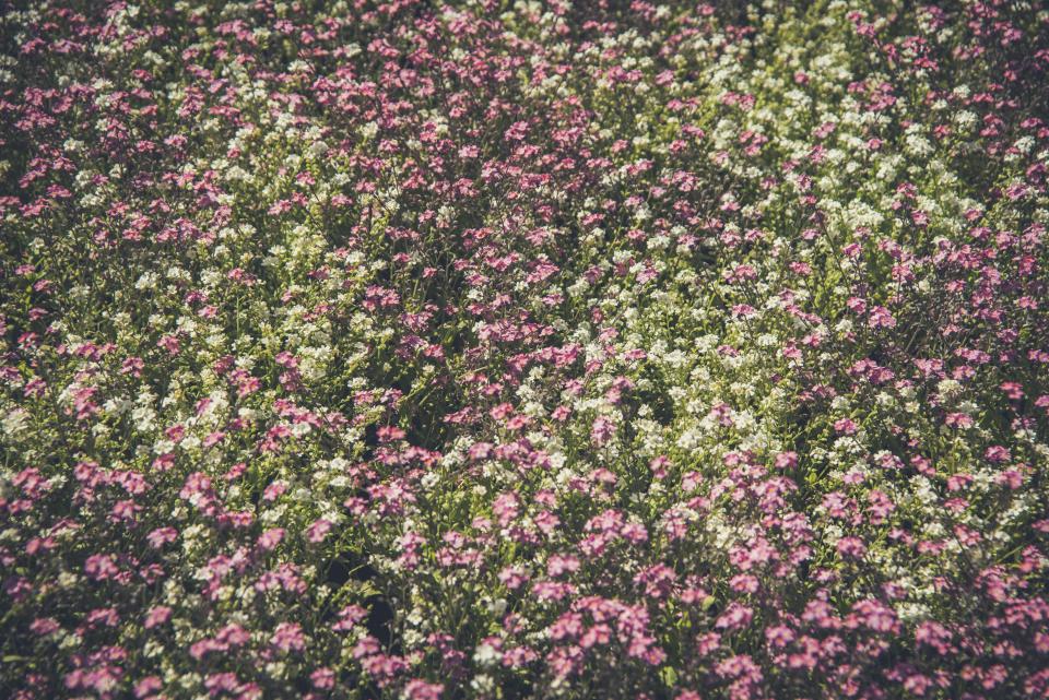 Flower Pink