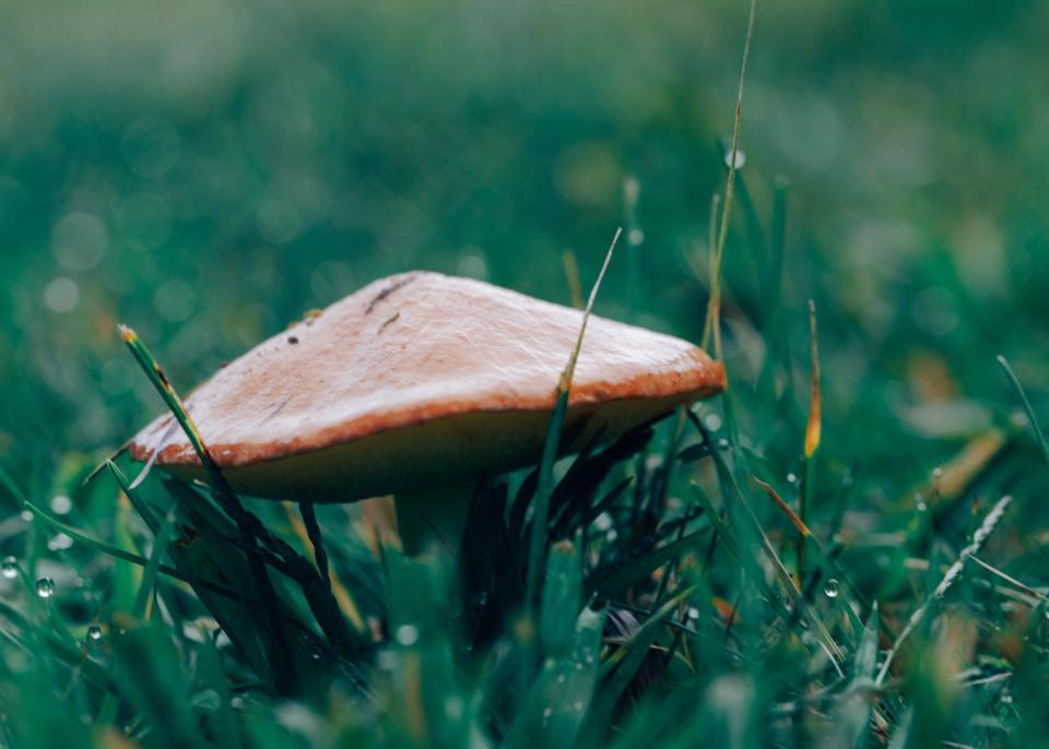 Wild Mushrooms