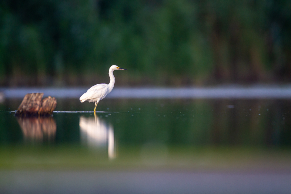 Bird Egret