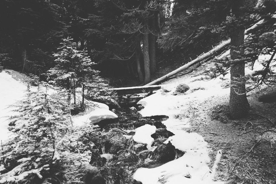 Forest Woods