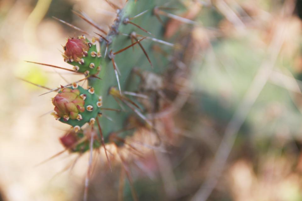 Nature Plants