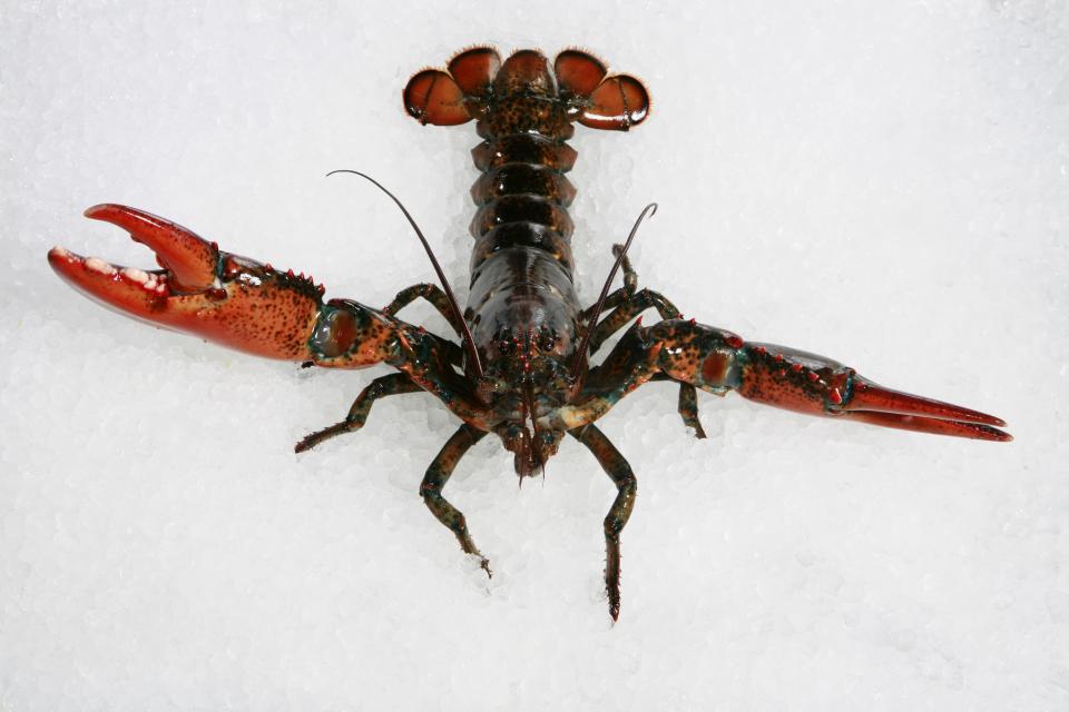 Lobster Seafood