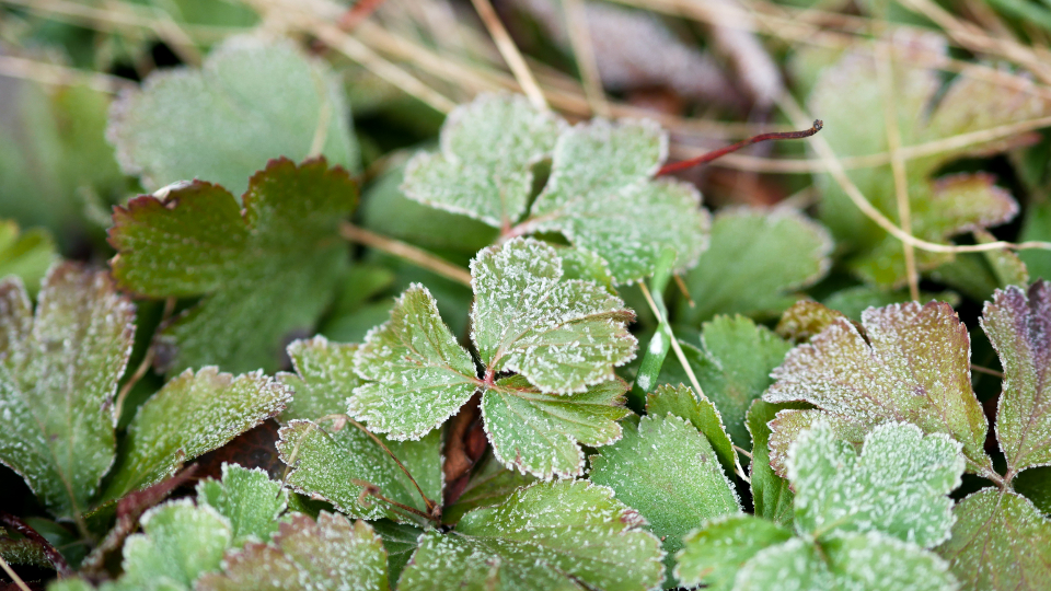 Frost Leaves