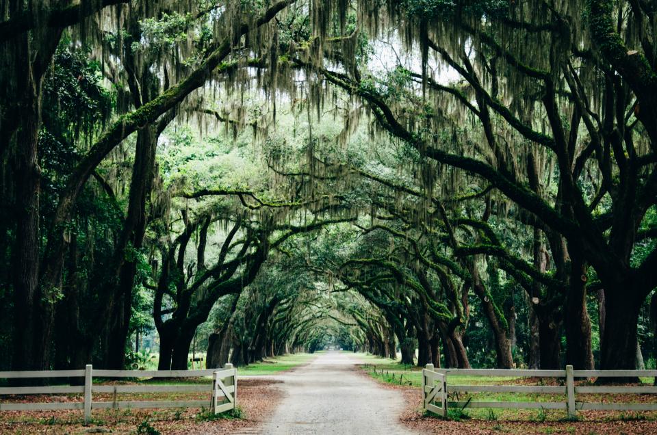 Nature Landscape