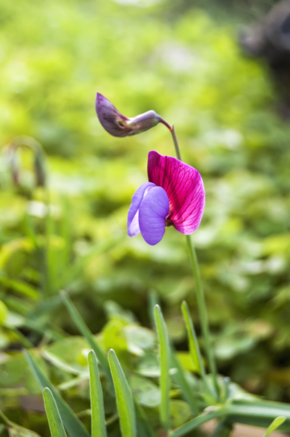 Nature Plant