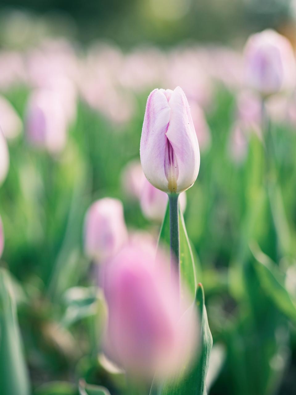 Plants Flower