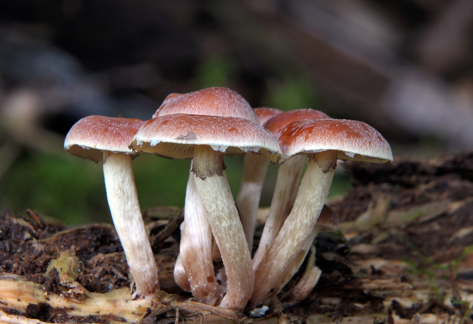 Mushroom Fungus
