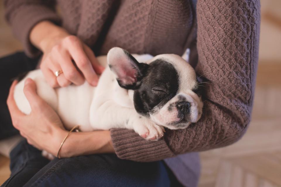Animals Dogs