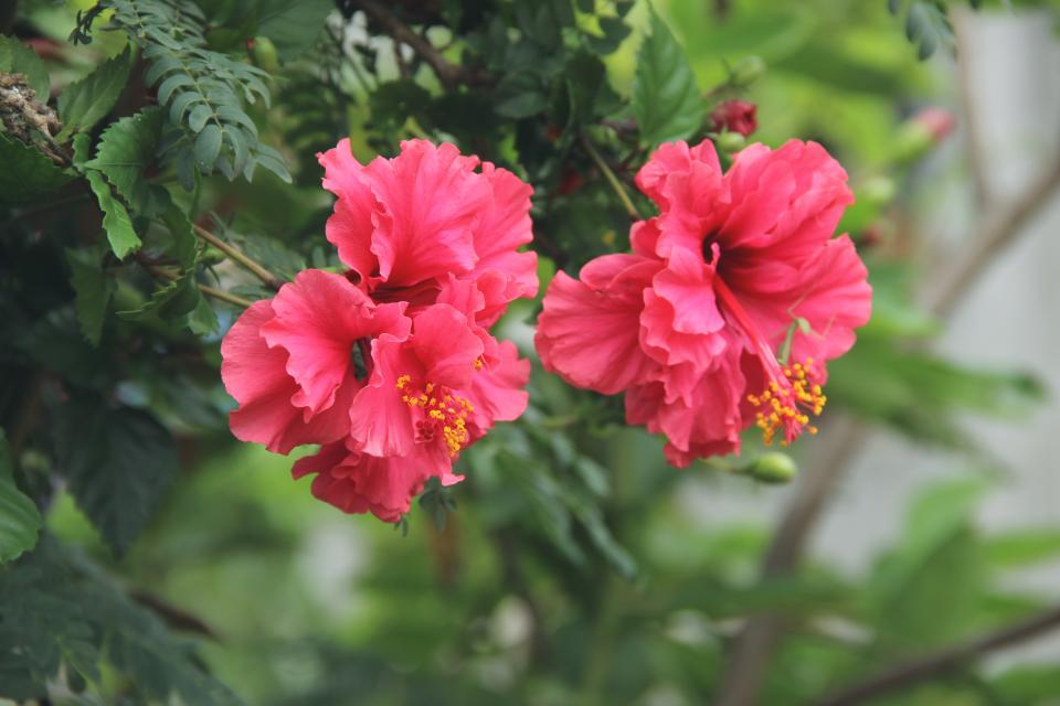 Pink Petal