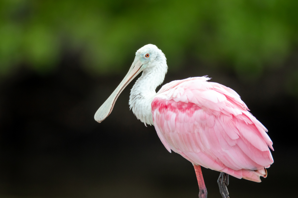 Bird Spoonbill