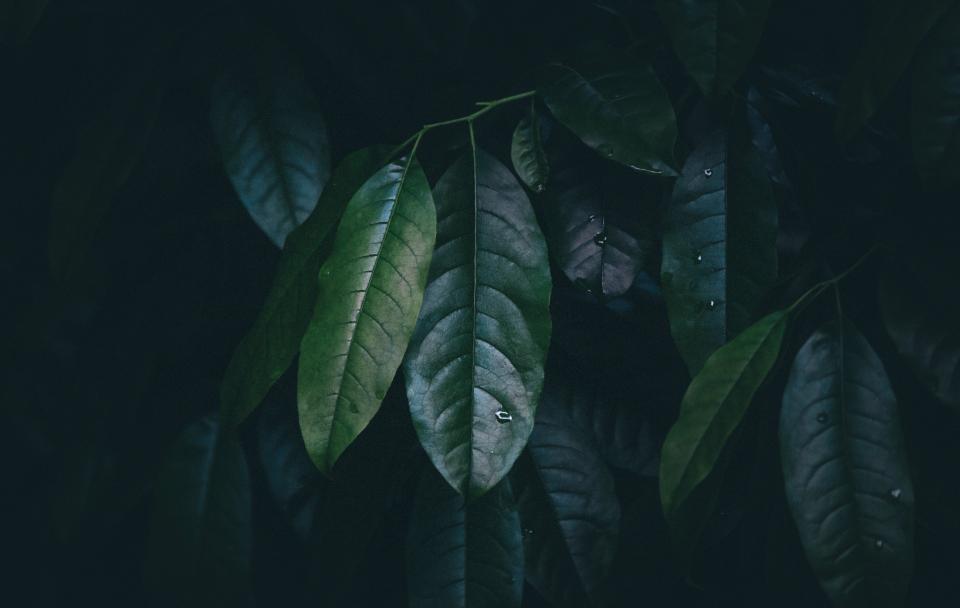 Leaves Green
