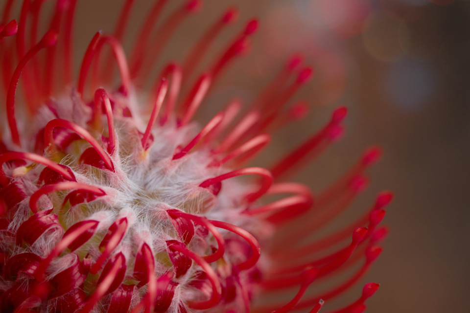 Abstract Flower
