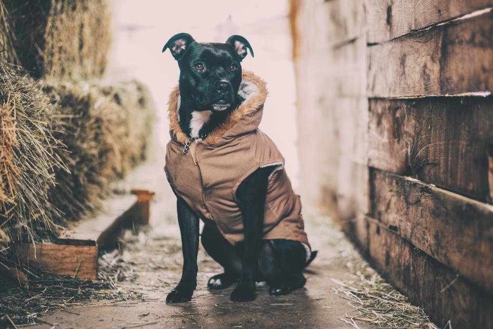 Black Dog