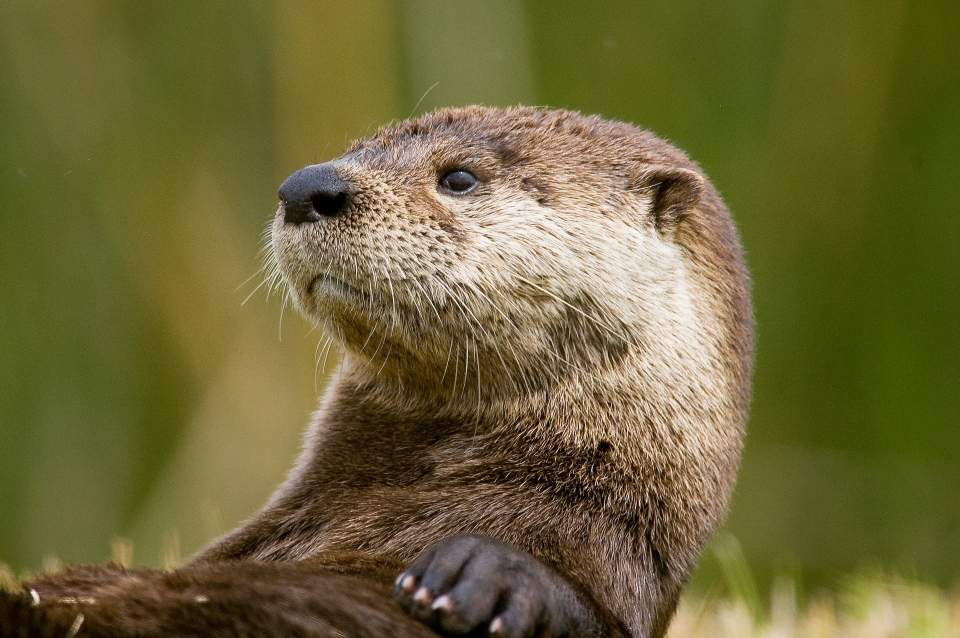 Otter Animal