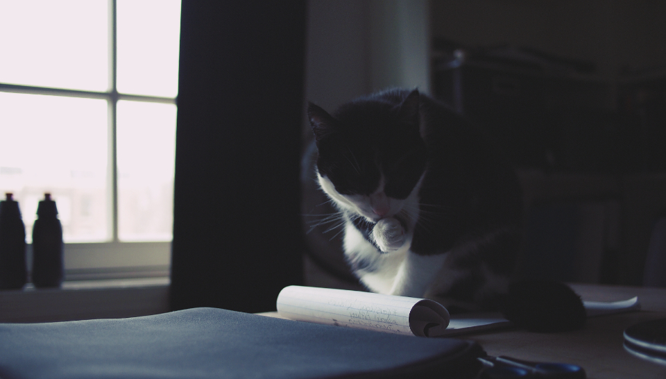 Cat Kitten