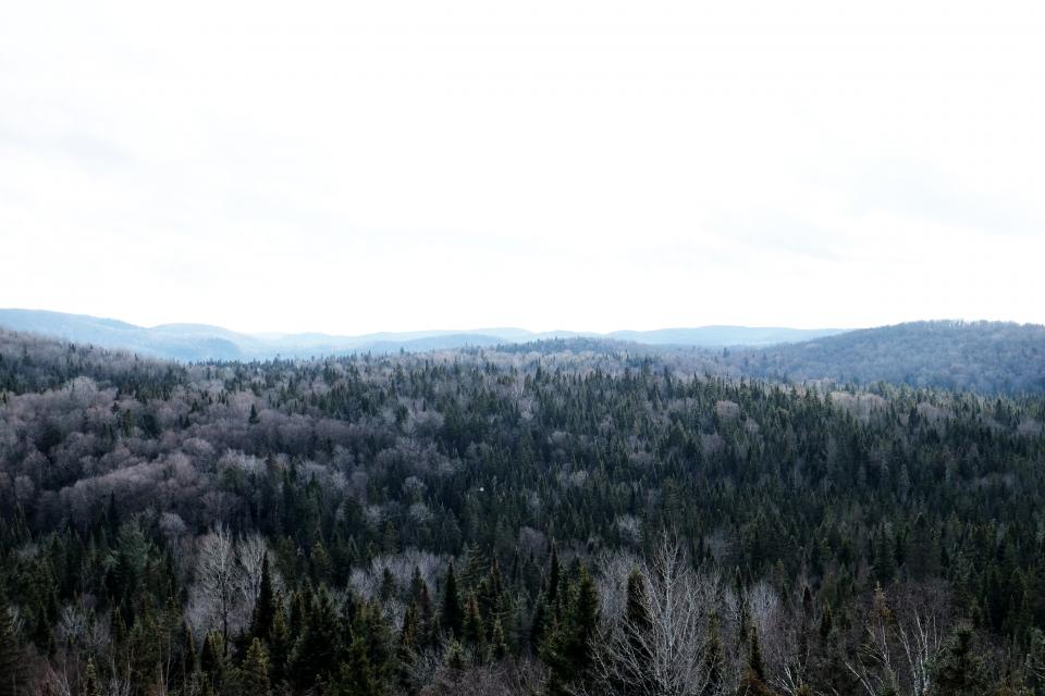 Trees Forest