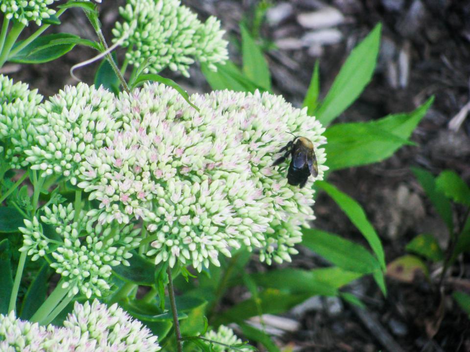 Flowers Plants