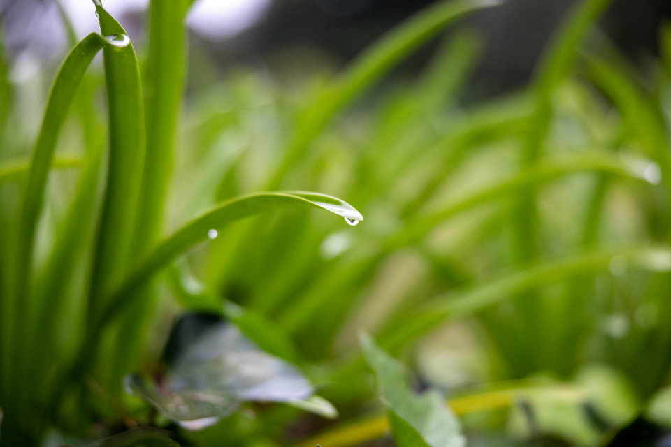 Water Droplets