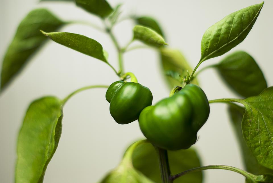 Green Plant