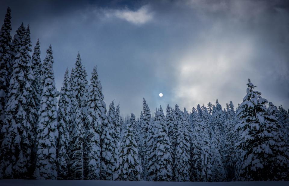 Moon Pine