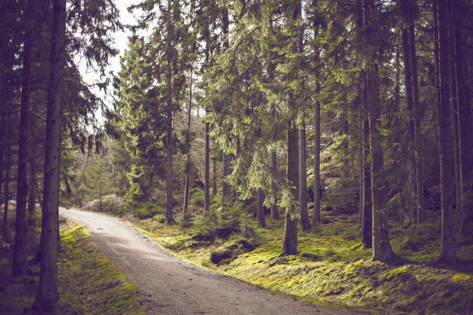 Woods Outdoors