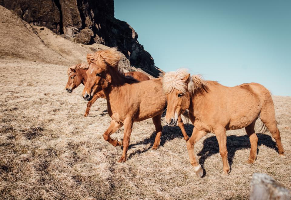 Nature Animals